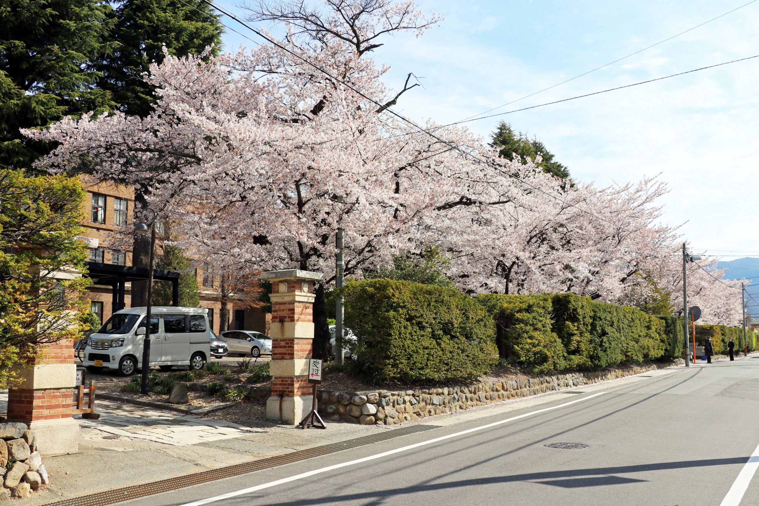 入学式の桜_登竜門前