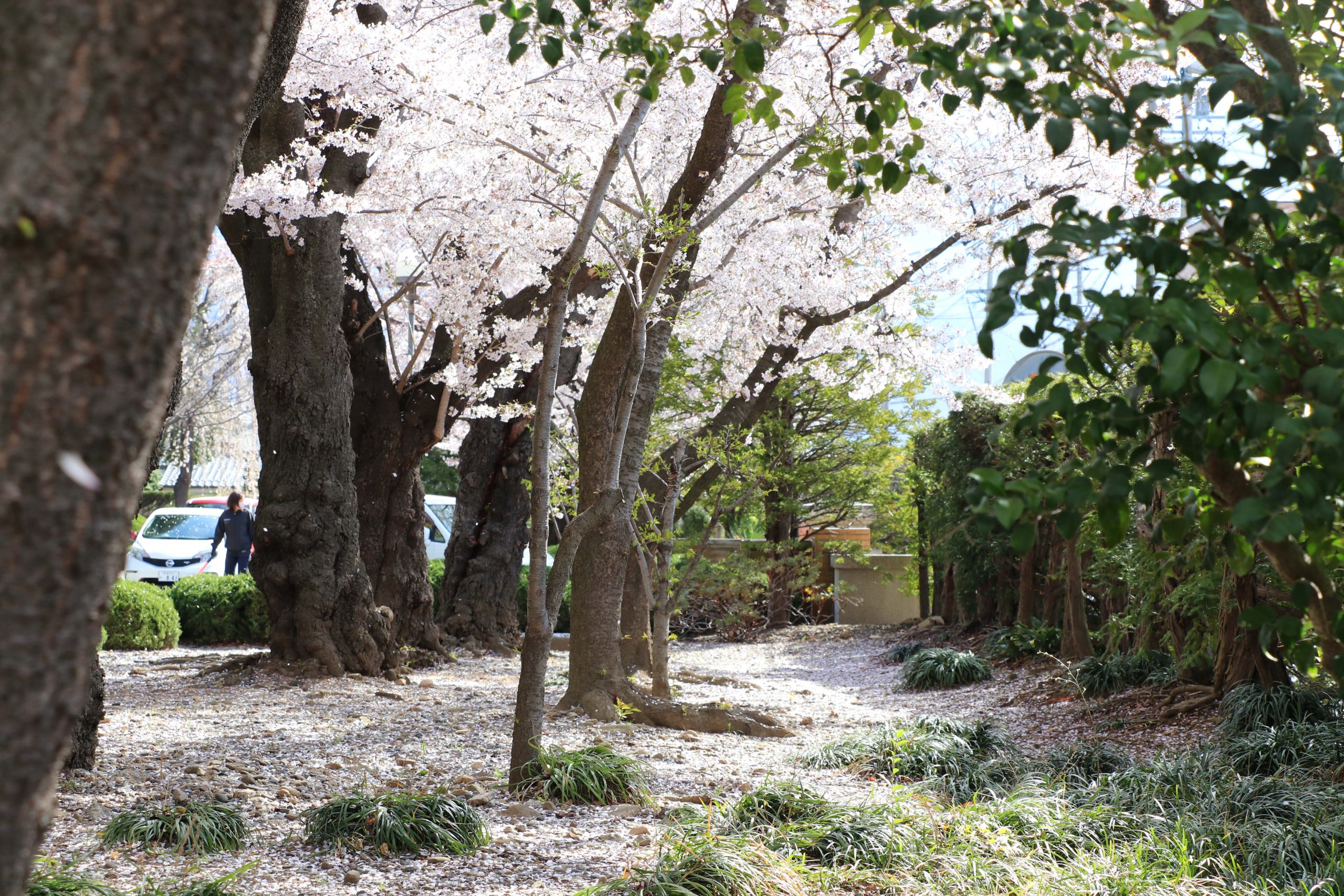 入学式の桜_1棟南の庭