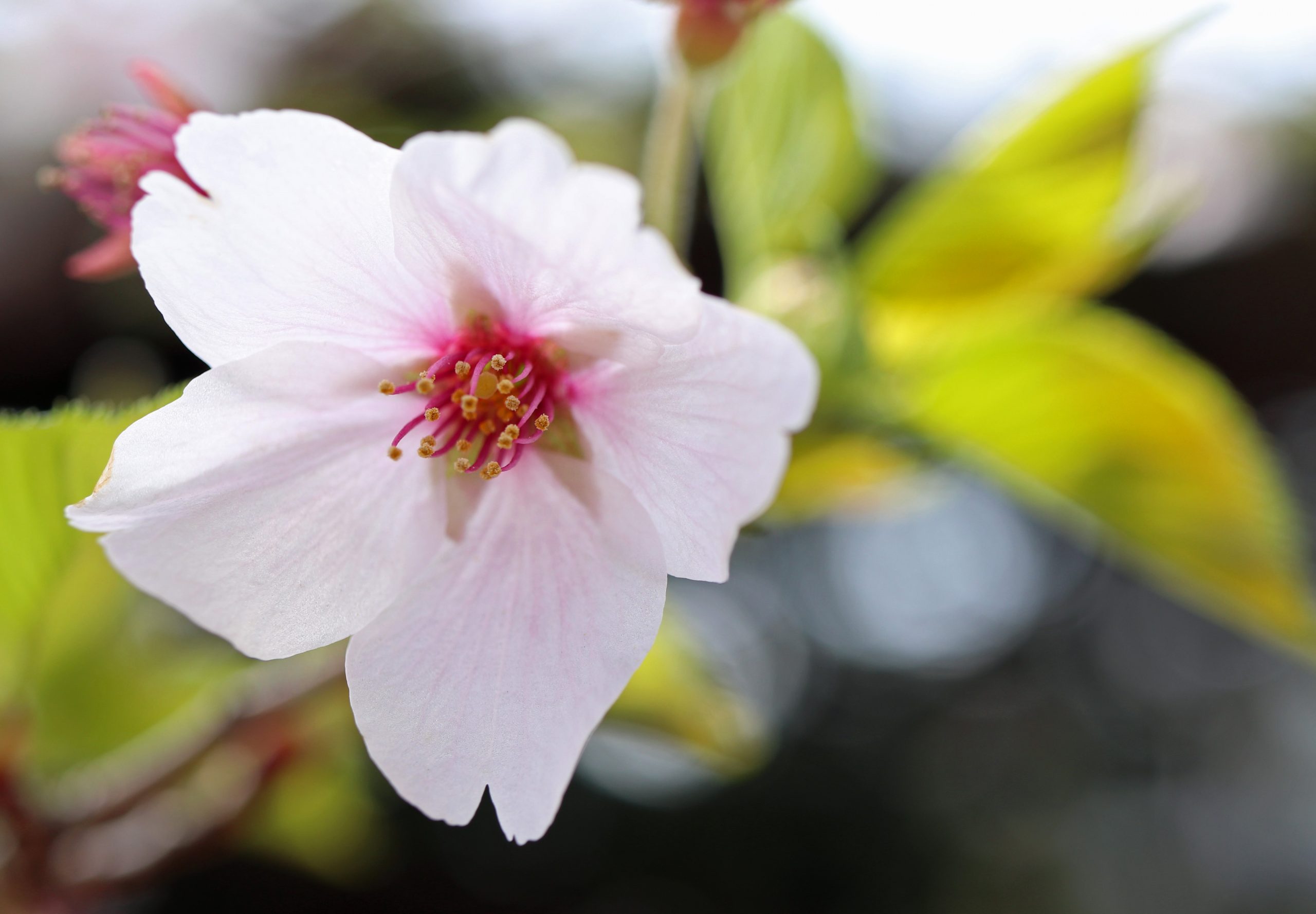 入学式の桜_アップ